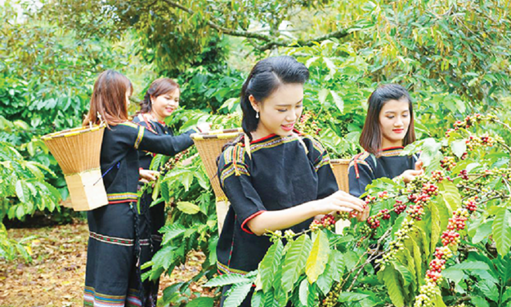Cà phê Việt ngày càng tạo được uy tín cao trên thương trường quốc tế.
