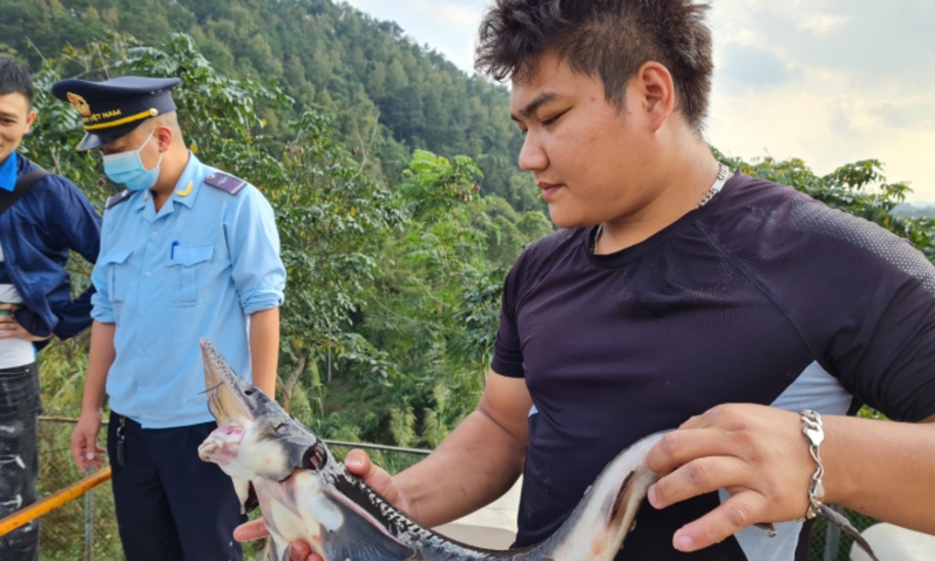Cơ quan chức năng đang gặp khó khăn trong việc ngăn cá tầm nhập lậu 