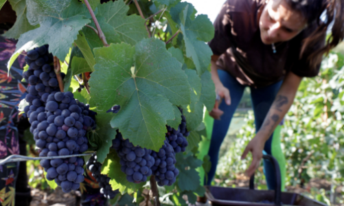 Khủng hoảng thừa rượu vang Pháp: Chính phủ chi tiền để nông dân huỷ rượu, phá nho