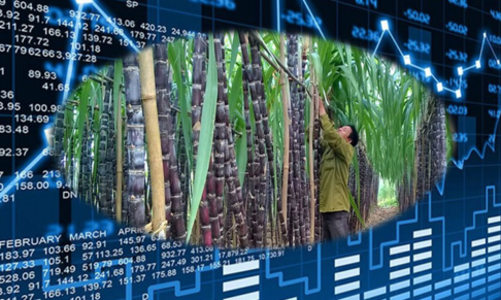 Ấn Độ cấm xuất khẩu đường, SSI Research gọi tên hai cổ phiếu 