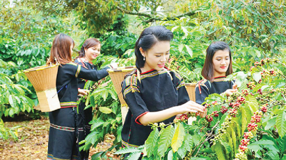 Annual coffee exports expected to reach 1.718 million tons