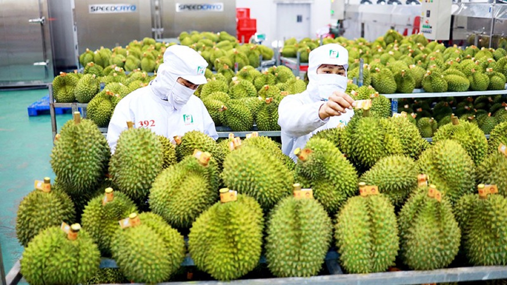 Xuất khẩu sầu riêng vừa mới lập kỷ lục kim ngạch 1,2 tỷ USD.