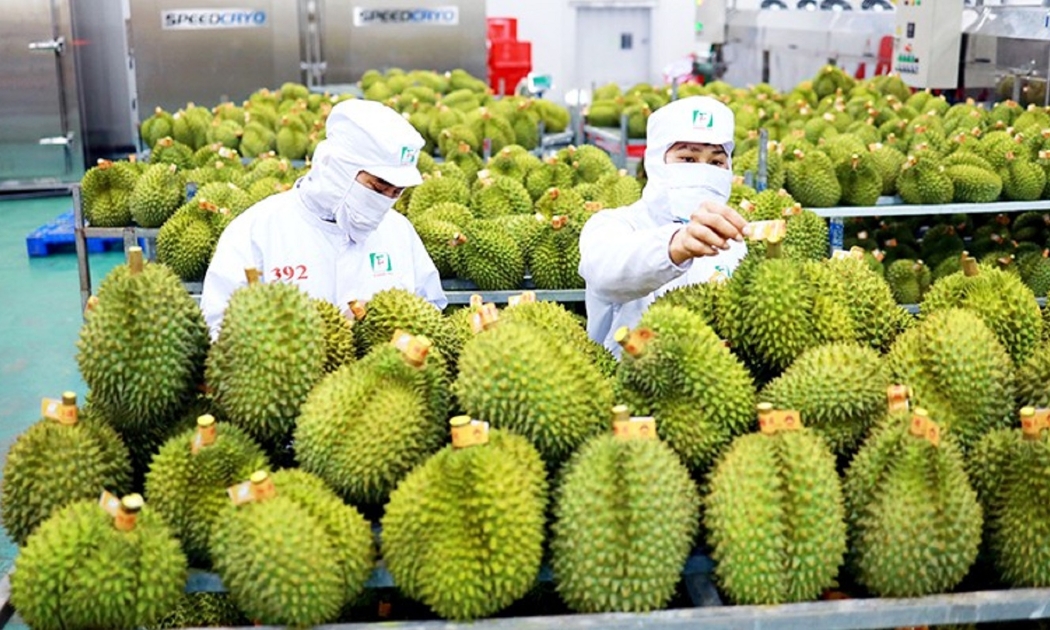 Xuất khẩu sầu riêng vừa mới lập kỷ lục kim ngạch 1,2 tỷ USD.
