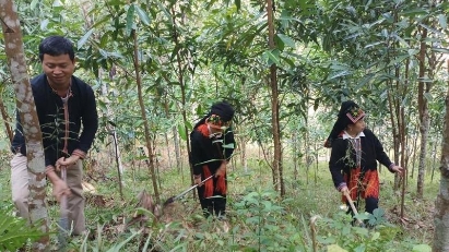 Lao Cai looks to help sustainability of cinnamon industry