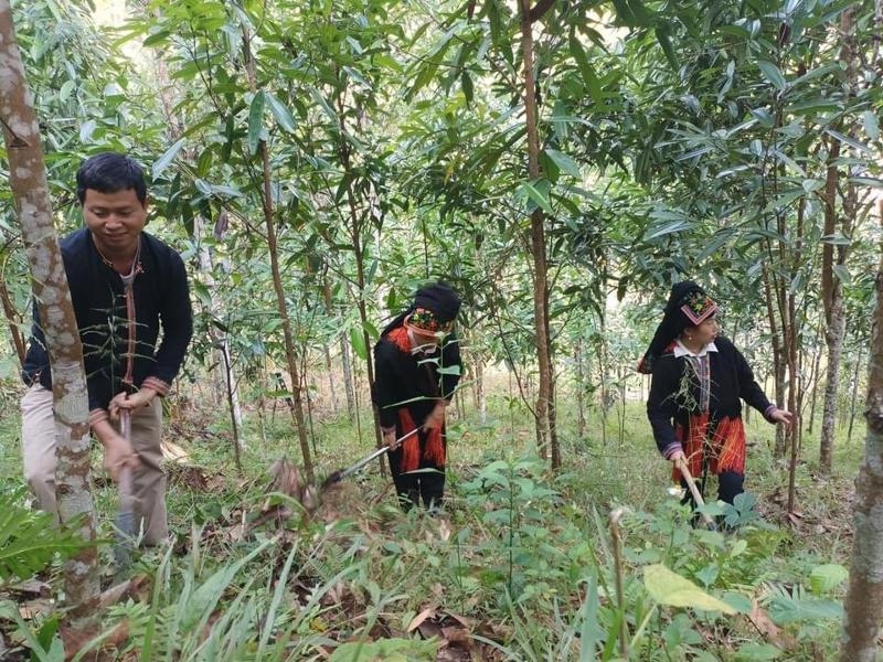 Lao Cai looks to help sustainability of cinnamon industry