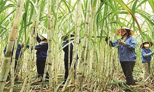 40 doanh nghiệp chế biến thực phẩm, đồ uống “đói” đường nhưng diện tích trồng mía liên tục giảm