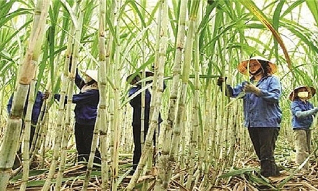 Diện tích trồng mía ngày càng suy giảm.