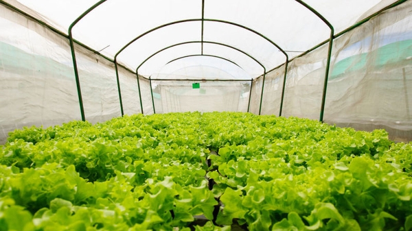 Cả cánh đồng rau “gói” trong những túi nhỏ