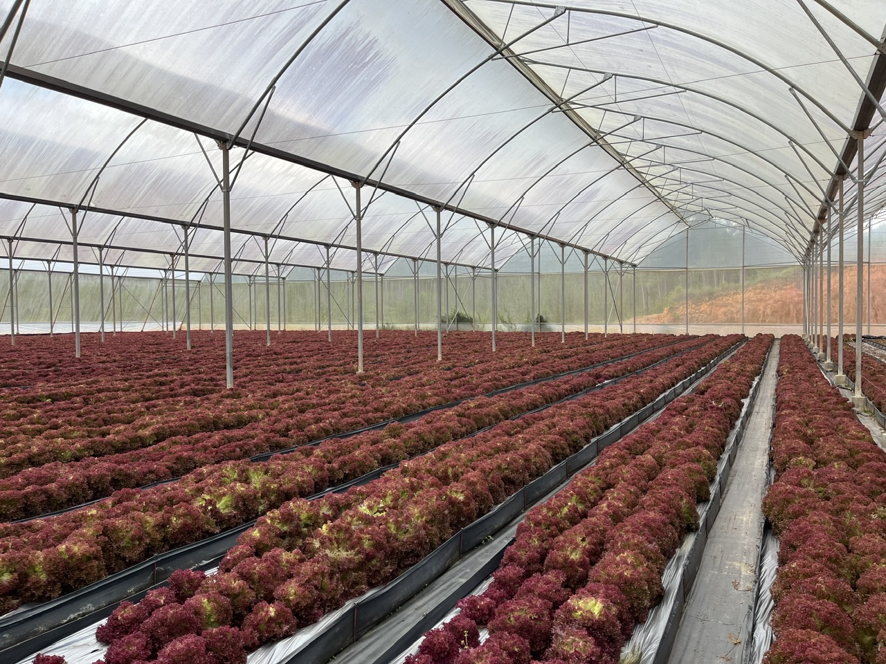 X&agrave; l&aacute;ch t&iacute;m được canh t&aacute;c bằng gi&aacute; thể xơ dừa v&agrave; dinh dưỡng nhỏ giọt. Ảnh: An Thơ