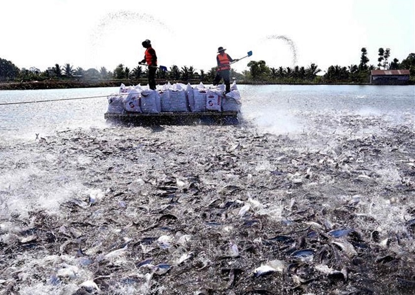 Nuôi cá tra phải đảm bảo các quy định kiểm soát vùng nuôi.