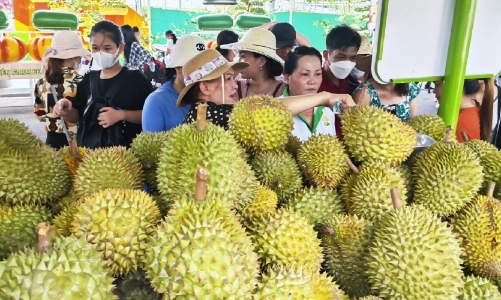 Tranh mua, tranh bán sầu riêng, doanh nghiệp sẽ tự thua trên “sân nhà” 