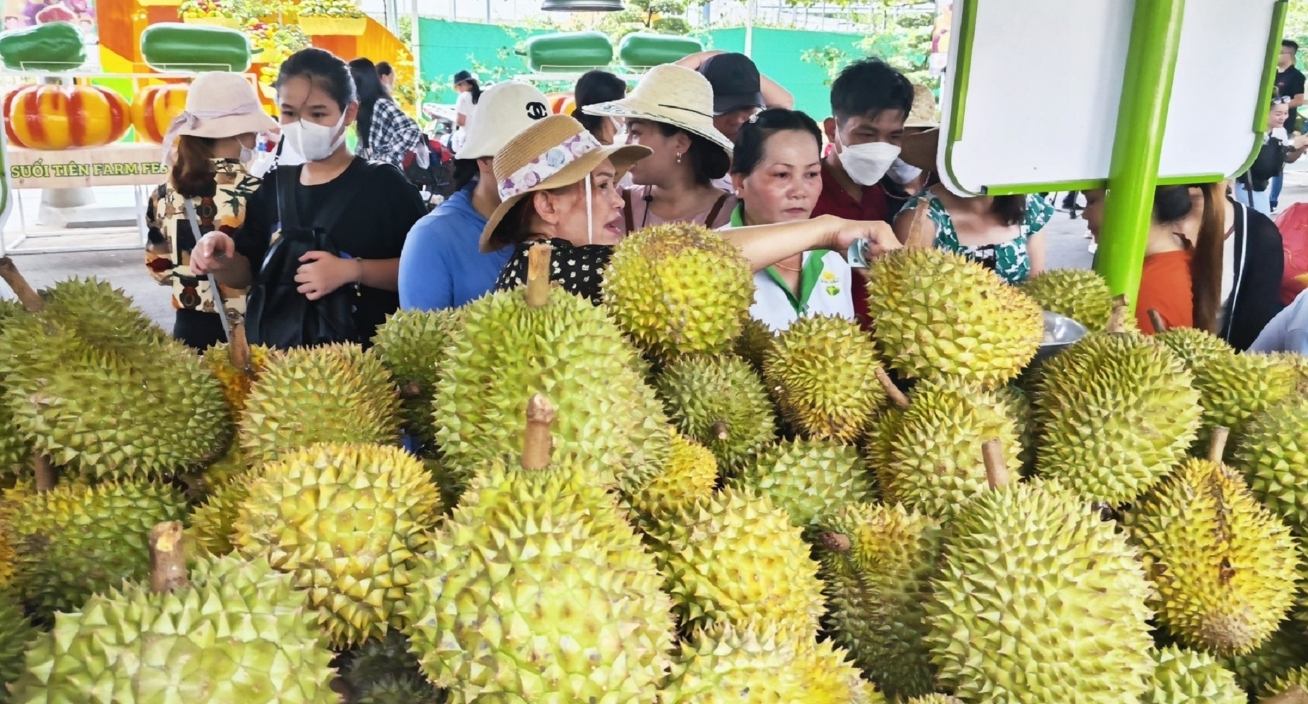 Sản xuất, xuất khẩu sầu riêng phải tuân thủ quy định về mã số vùng trồng.