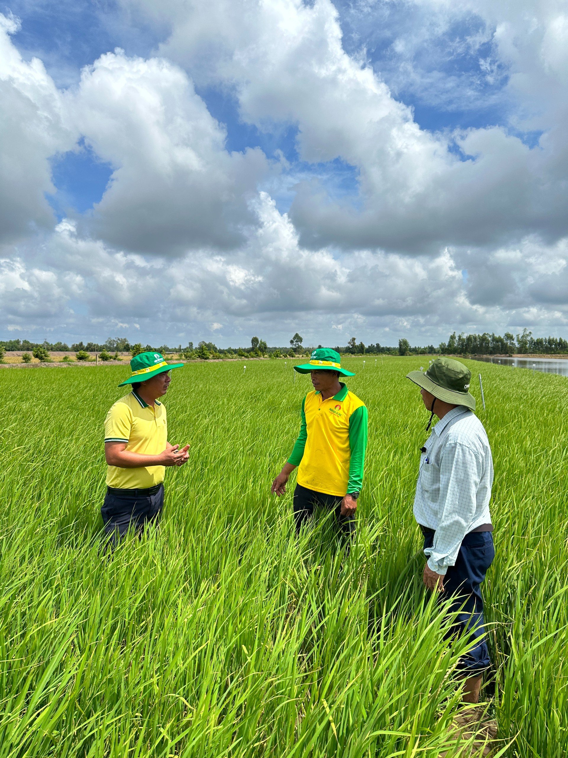 Ph&acirc;n B&oacute;n C&agrave; Mau phối hợp c&ugrave;ng chuy&ecirc;n gia c&aacute;c viện trường thường xuy&ecirc;n kiểm tra v&agrave; tư vấn b&agrave; con n&ocirc;ng d&acirc;n giải ph&aacute;p canh t&aacute;c hiệu quả.