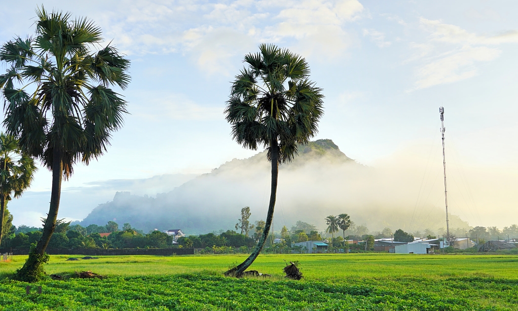 Cây thốt nốt mang đến nhiều lợi ích về kinh tế cho nông dân tỉnh An Giang. Ảnh minh họa.