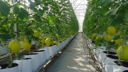 HCMC to provide support to cooperatives