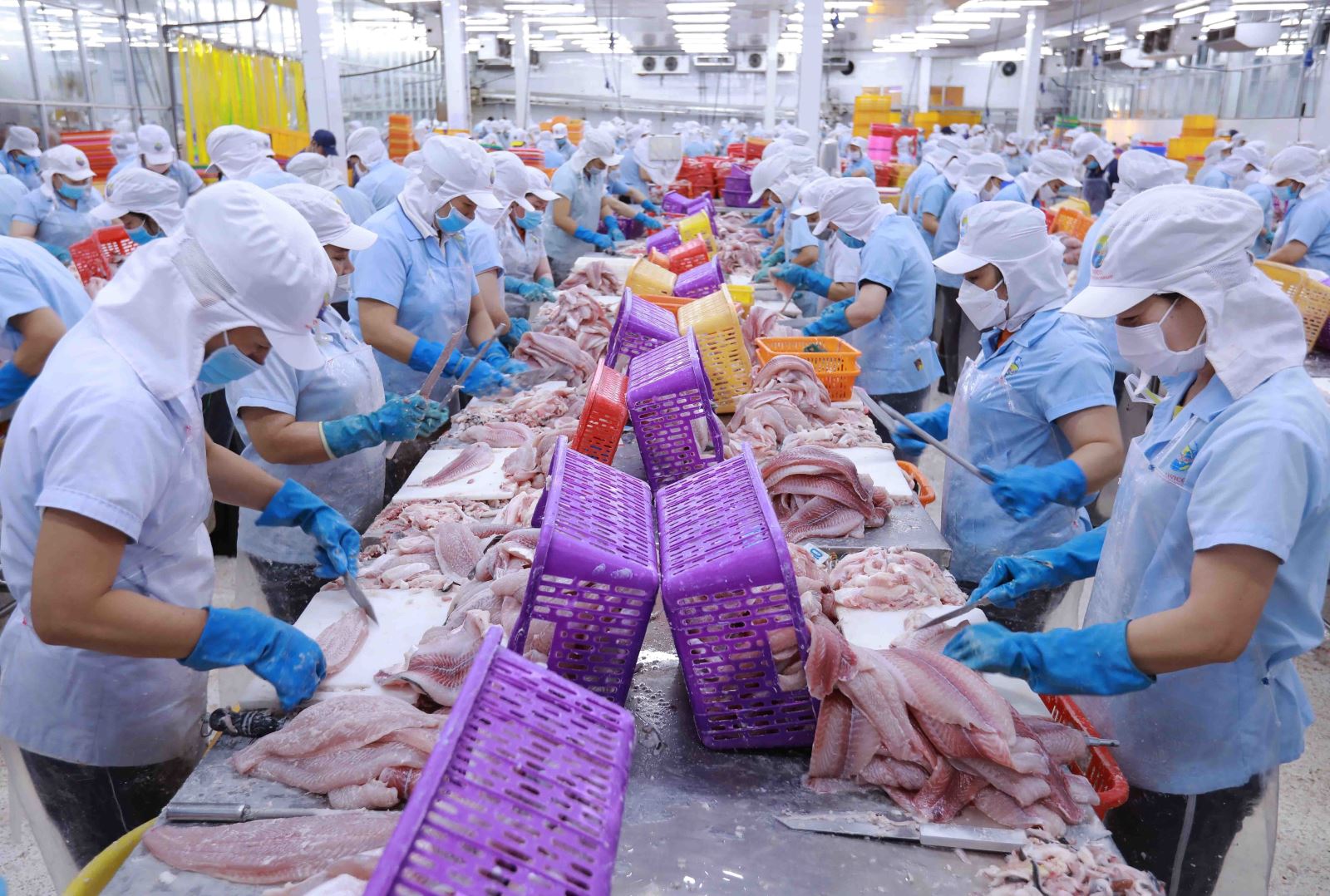 Xuất khẩu cá tra sang Mỹ đang có những tín hiệu tích cực. Ảnh minh họa