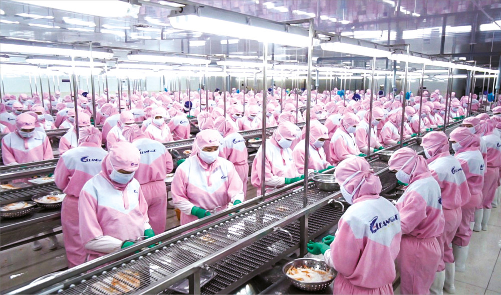 Chế biến tôm tại CTCP Thuỷ sản sạch Việt Nam.