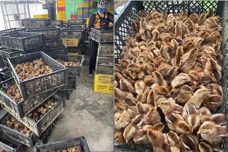 Quang Ninh directed to prevent illegal cross-border poultry imports