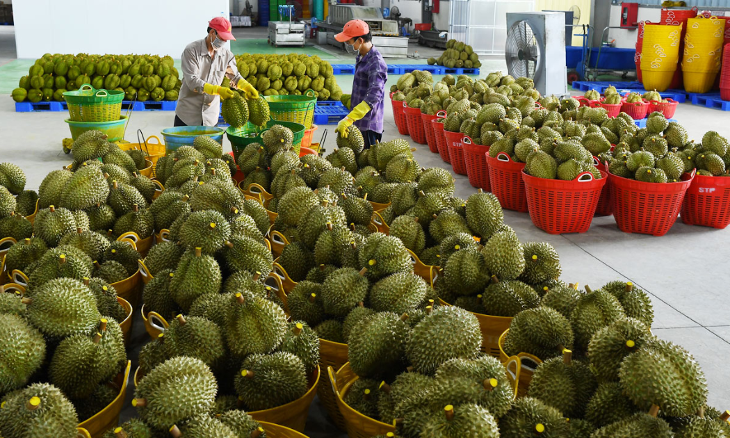 Tình trạng thương lái tranh mua đang gây khó cho ngành hàng sầu riêng.