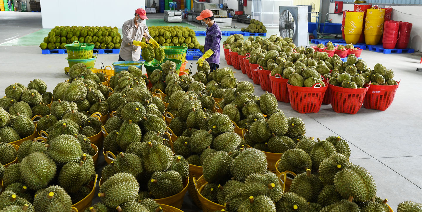 Tình trạng thương lái tranh mua đang gây khó cho ngành hàng sầu riêng.