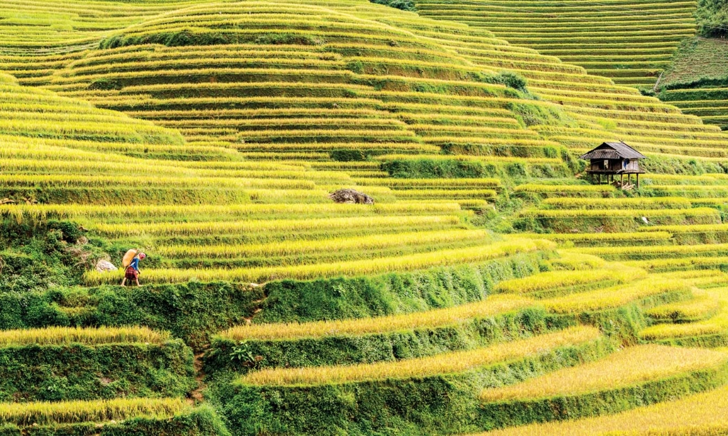 Ruộng bậc thang Mù Cang Chải mùa lúa chín. Ảnh: Southeast Asia Globe