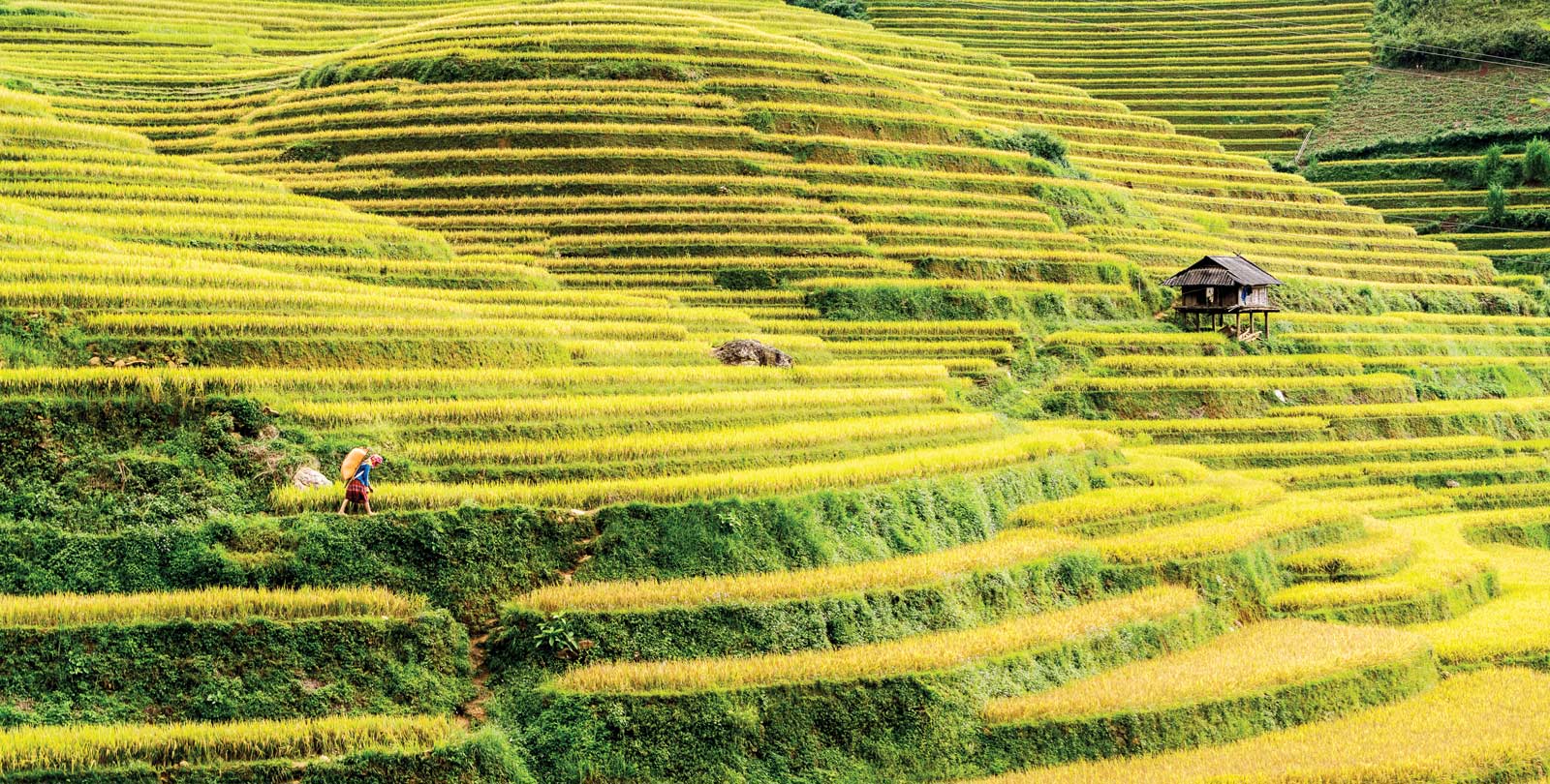 Ruộng bậc thang Mù Cang Chải mùa lúa chín. Ảnh: Southeast Asia Globe