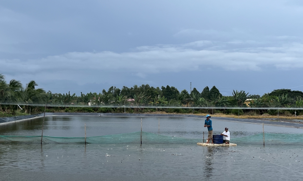 Hộ nuôi trồng cá thác lác và các tra Lý Hiệp tại Hoài An, Phụng Hiệp, Hậu Giang