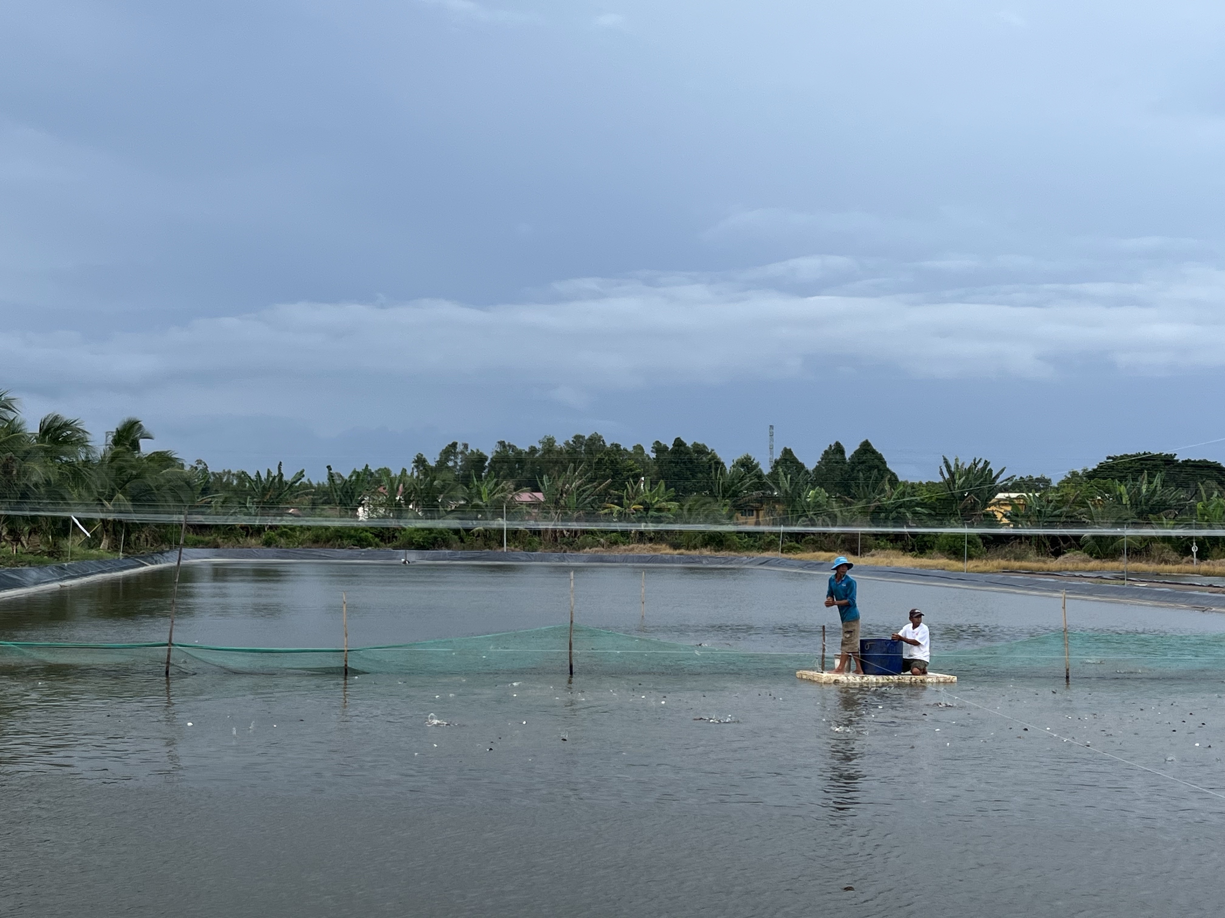 Hộ nuôi trồng cá thác lác và các tra Lý Hiệp tại Hoài An, Phụng Hiệp, Hậu Giang