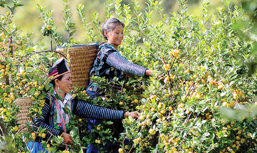 Đồng bào dân tộc miền núi “mỏi mắt “ chờ tiêu thụ sản phẩm 