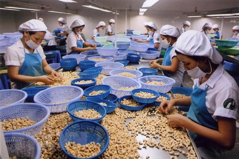 Cashew nut exports expected to hit $3.1bln