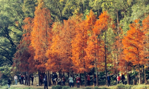 Tour du lịch “ngắm lá đỏ” vào mùa đắt khách