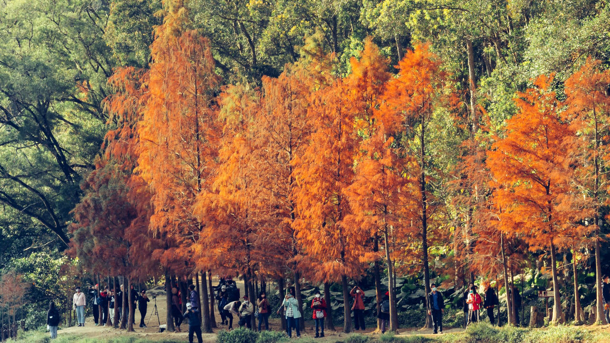 Tới Hồng Kông không phải để mua sắm mà để ngắm lá đỏ cũng là một trải nghiệm mới.