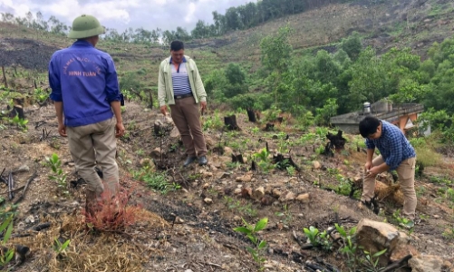 Kiểm toán Nhà nước phát hiện sai sót trong quản lý rừng tại nhiều địa phương