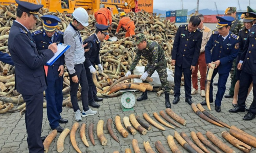 Săn bắt, buôn bán sản phẩm động vật hoang dã vẫn nhức nhối