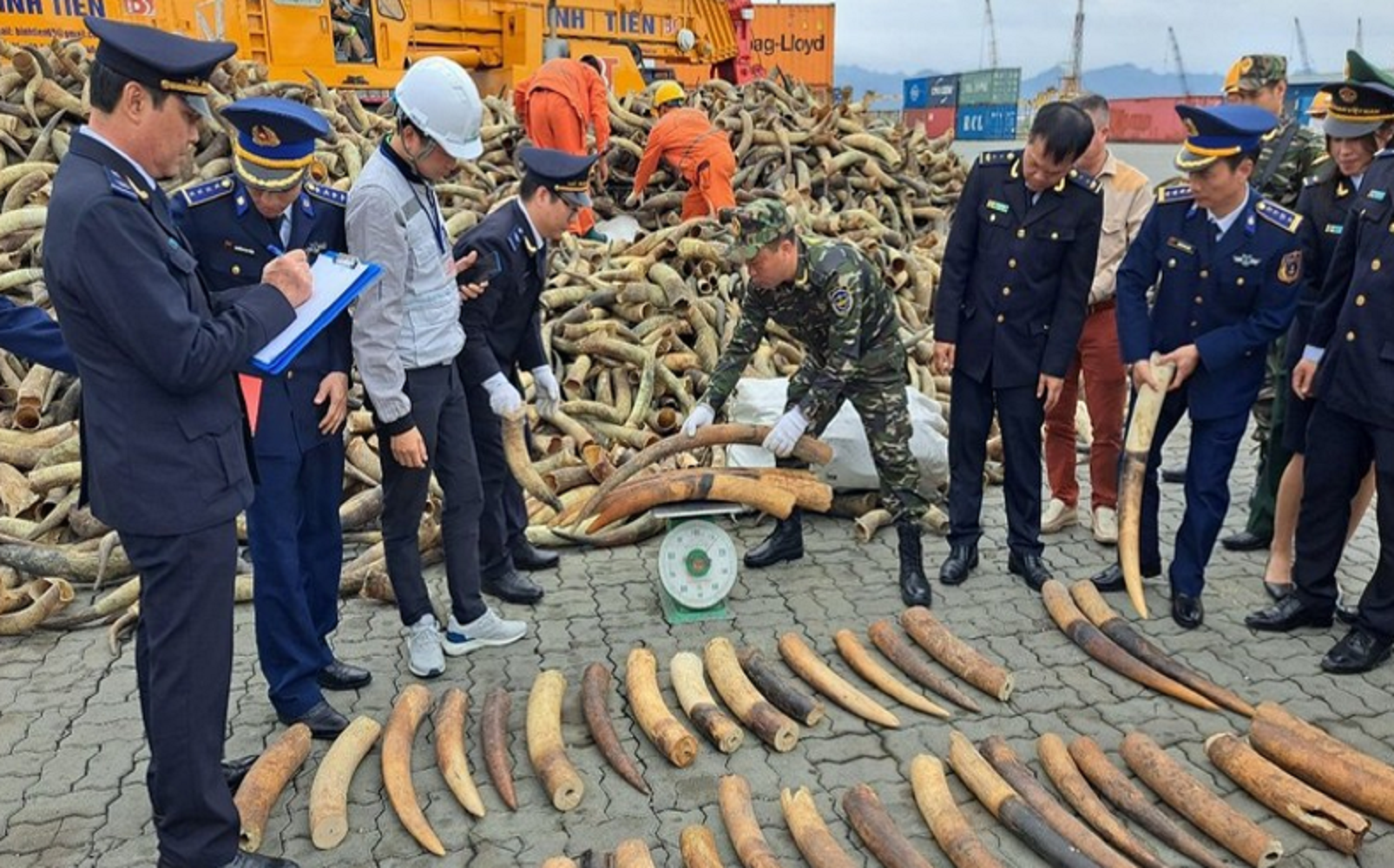 Một vụ bắt giữ ngà voi.
