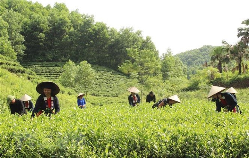 Vùng trung du và miền núi Bắc Bộ có nhiều tiềm năng, lợi thế.