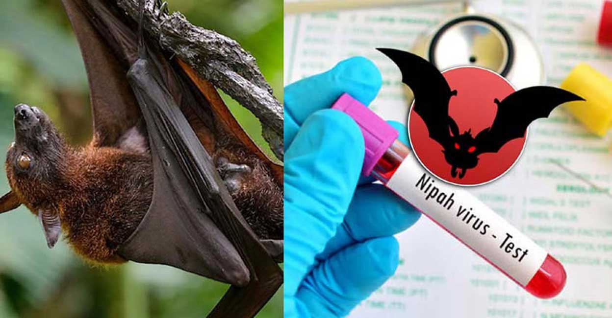 Ấn Độ đã ghi nhận hai ca tử vong một tuần do virus Nipah - Ảnh minh họa