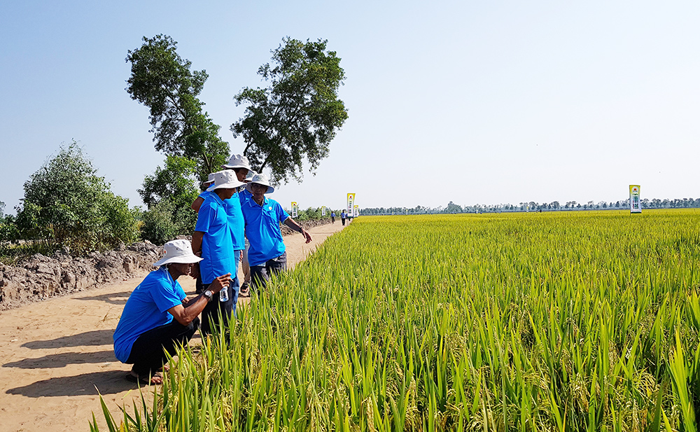 Tín dụng chính sách đáp ứng kịp thời nhu cầu vốn sản xuất của người dân ( Ảnh: Báo An Giang).