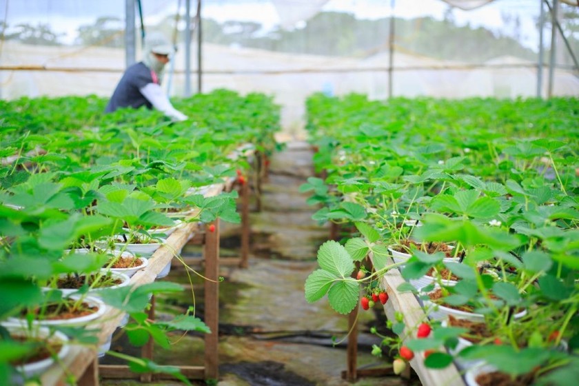 "Nông nghiệp bền vững" sẽ là chủ đề quan trọng trong khuôn khổ GEF 2023.