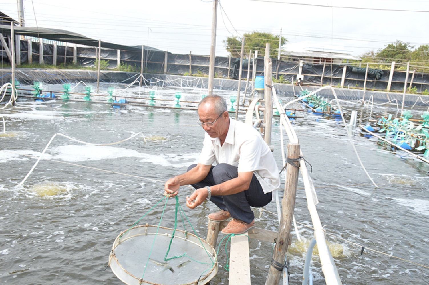 Nông dân Lê Văn Sấm ở tỉnh Bến Tre nuôi tôm công nghệ cao đạt doanh thu 140 tỷ đồng, lợi nhuận hơn 50 tỷ đồng.