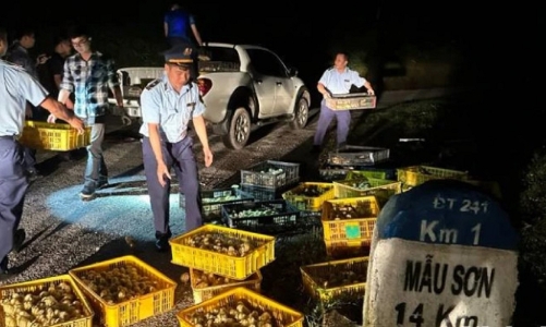 “Nóng” tình trạng nhập lậu giống gia cầm, UBND tỉnh Lạng Sơn chỉ đạo lập chuyên án trấn áp