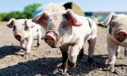 Giá lợn hơi sẽ tăng mạnh trong năm 2024, nhưng cổ phiếu BAF và DBC liệu còn triển vọng? 