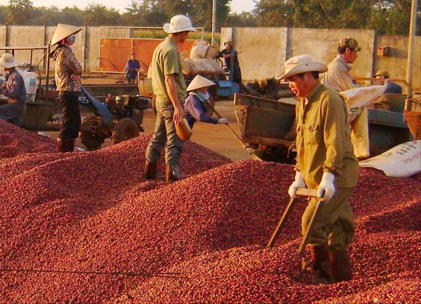 Nông dân trồng cà phê phấn khởi vì năm nay được giá.