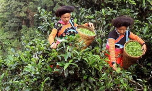 Định vị thương hiệu cho sản phẩm vùng đồng bào dân tộc thiểu số 