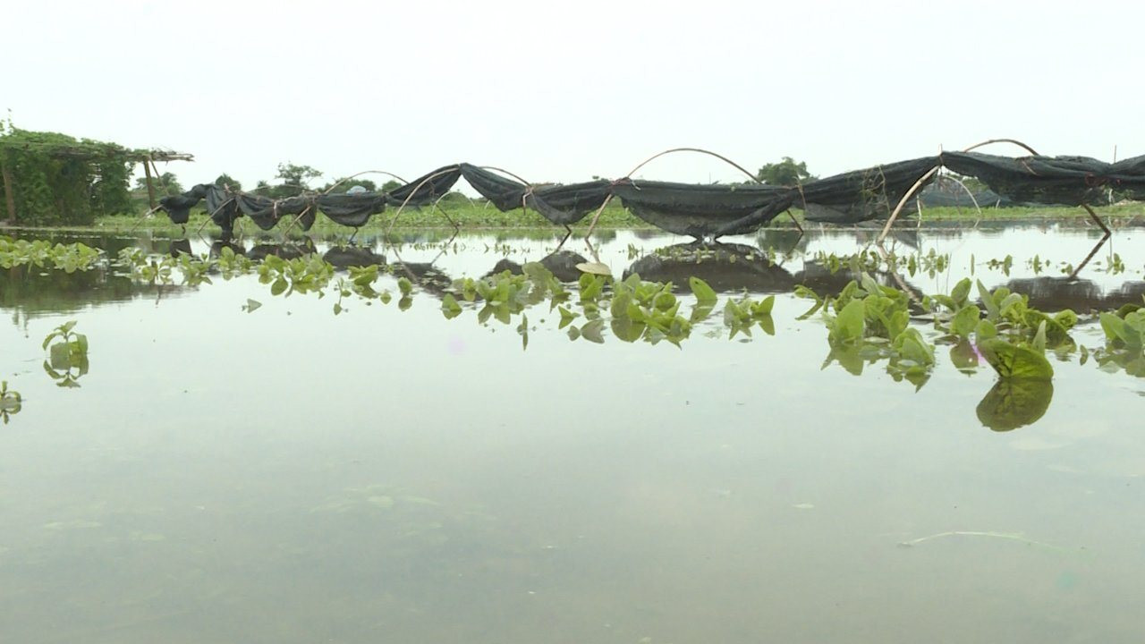 Chỉ sau một đ&ecirc;m, gần 130ha rau m&agrave;u c&aacute;c loại của người d&acirc;n huyện Quảng Điền bị ngập &uacute;ng, hư hỏng nặng v&agrave; c&oacute; nguy cơ mất trắng.