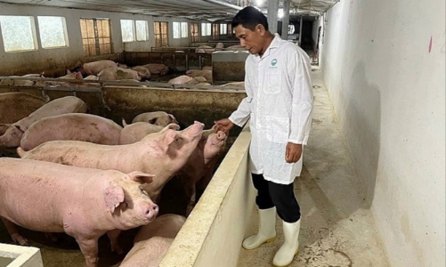 Nông dân giảm chăn nuôi, nguồn cung thịt cho Tết 2024 vẫn được đảm bảo