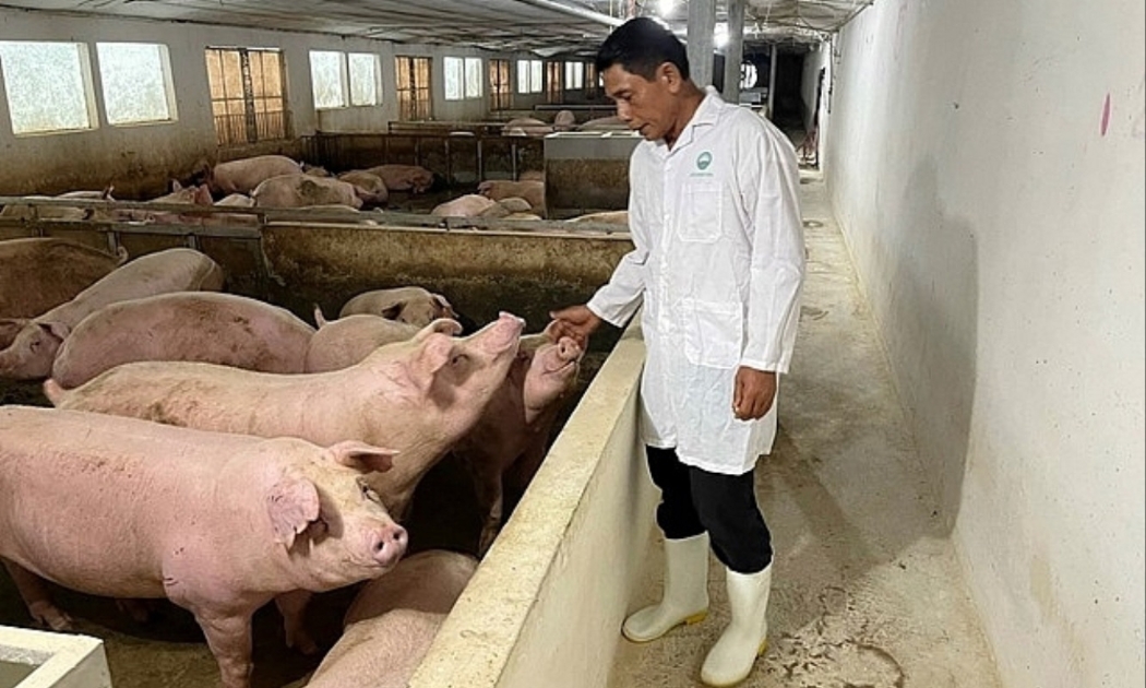 Tổng đàn lợn cả nước hiện còn gần 27 triệu con sẽ đảm bảo nhu cầu cho người dân trong dịp Tết 2024.