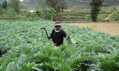 Lào Cai muốn mở rộng diện tích trồng dược liệu lên 6.000 ha