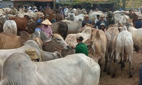 Nhập lậu gia súc, gia cầm  “nóng” về cuối năm