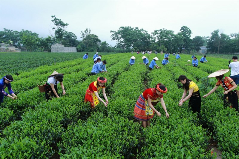 Nâng cao nhận thức cho bà con về chất lượng sản phẩm, thu hoạch và bảo quản.